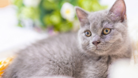 猫的世界我不懂